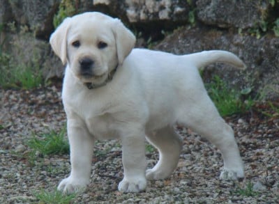 Les chiots de Labrador Retriever