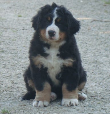 Les chiots de Bouvier Bernois