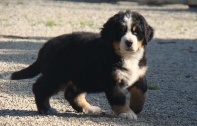 Les chiots de Bouvier Bernois