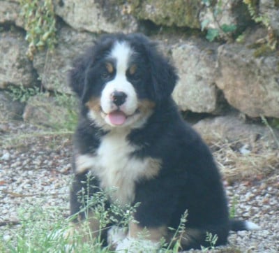 Les chiots de Bouvier Bernois