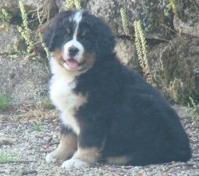 Les chiots de Bouvier Bernois