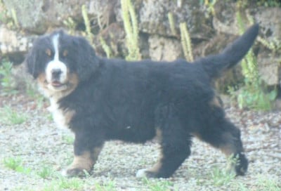 Les chiots de Bouvier Bernois