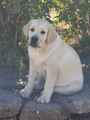 Les chiots de Labrador Retriever