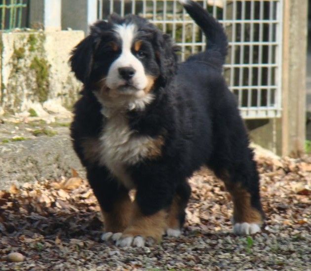 Amour-de-june du royaume des rêves