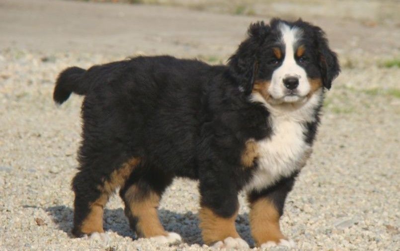 Ayden du royaume des rêves