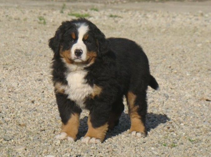 Api du royaume des rêves