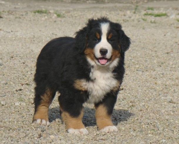 Apia du royaume des rêves