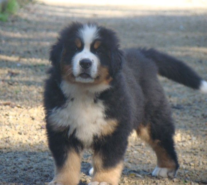 Amazing girl du royaume des rêves dite Appy