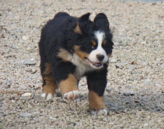 Amour-de-june du royaume des rêves