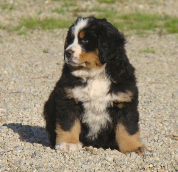 Alma du royaume des rêves