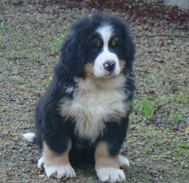 Arya du royaume des rêves