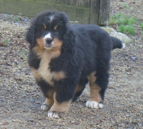 Aria du royaume des rêves