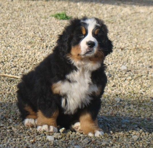 Aquitaine du royaume des rêves