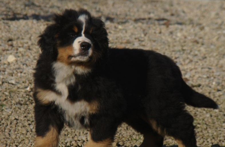 Altesse du royaume des rêves dite Timba