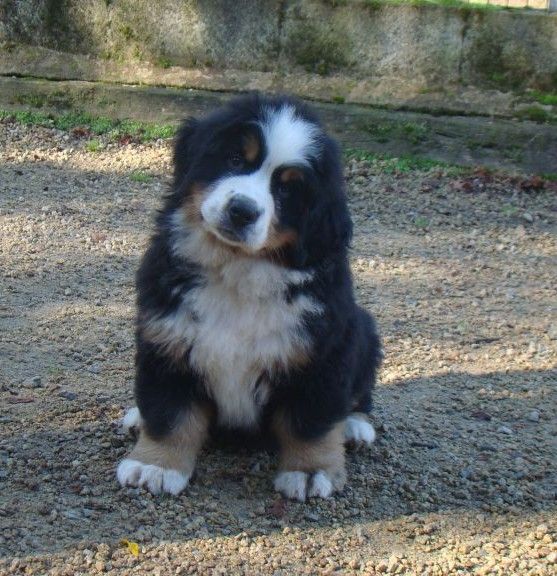 aika du royaume des rêves