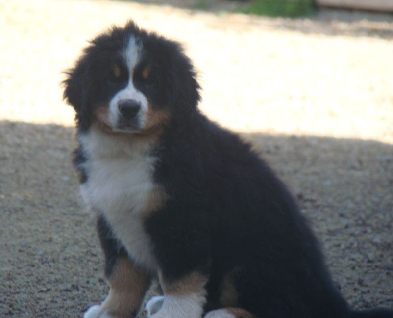 Altesse couette du royaume des rêves