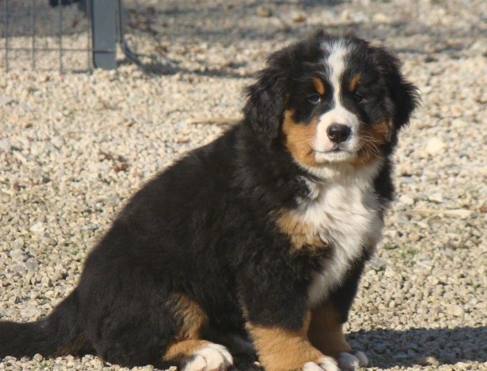 Abbie du royaume des rêves