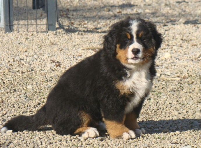 Abbie du royaume des rêves