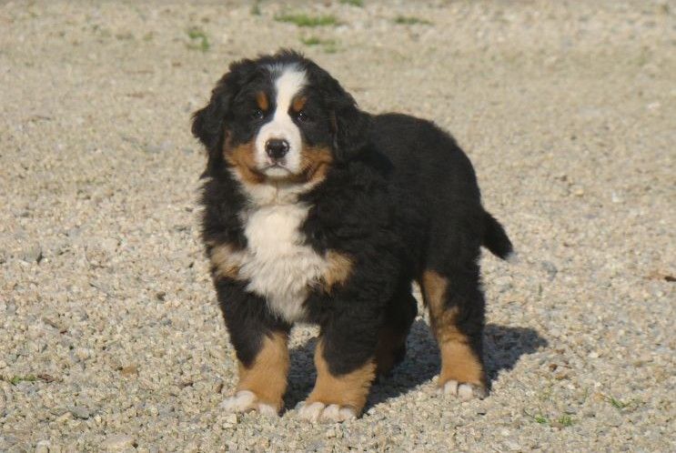 Api du royaume des rêves