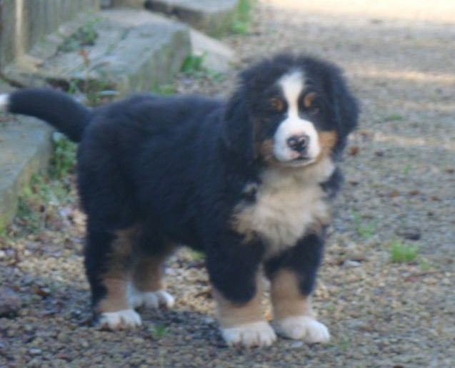 Arya du royaume des rêves