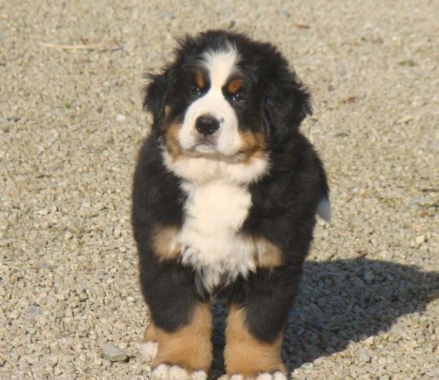 Athos du royaume des rêves