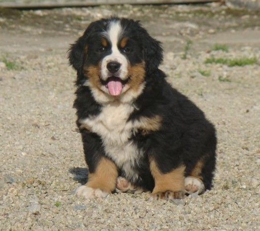 Alma du royaume des rêves