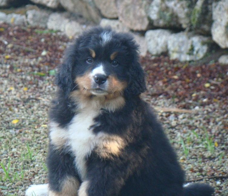 Aria du royaume des rêves