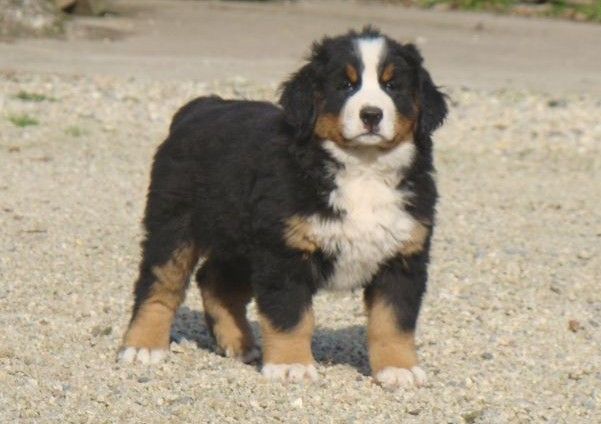 Apia du royaume des rêves