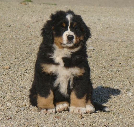 Altesse du royaume des rêves dite Timba