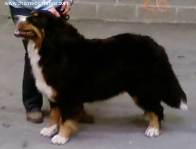 Velleda du royaume des reves - 1ere excellent cacs cacib meilleure de race