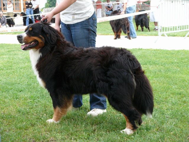 Velleda du royaume des reves - excellent