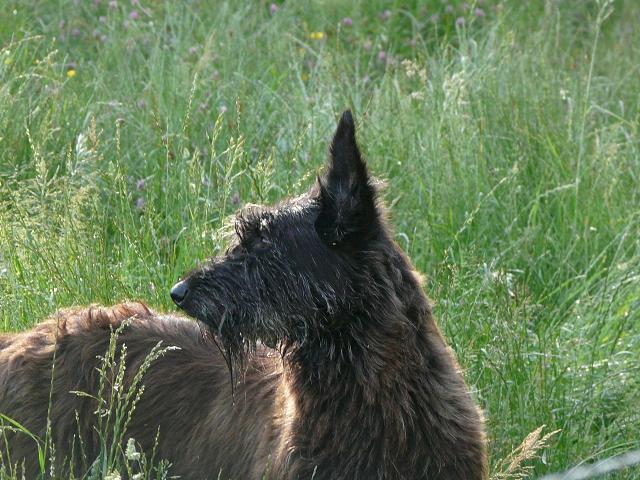 Publication : du moulin de boucheron Auteur : MH Charreyre