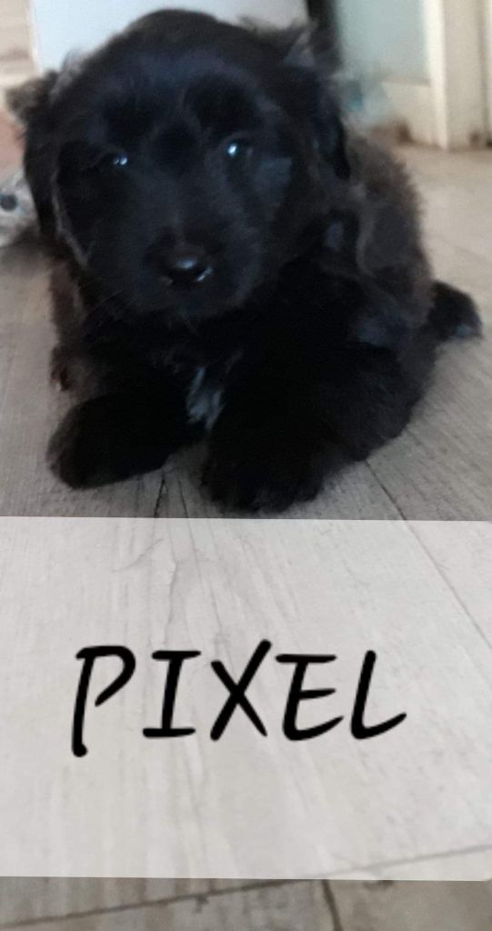 Pixel - Berger des Pyrenees à poil long