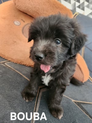 Les chiots de Berger des Pyrenees à poil long