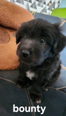 Les chiots de Berger des Pyrenees à poil long