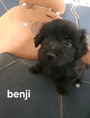 Les chiots de Berger des Pyrenees à poil long
