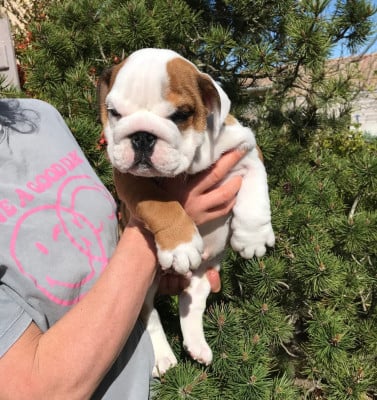 Les chiots de Bulldog Anglais