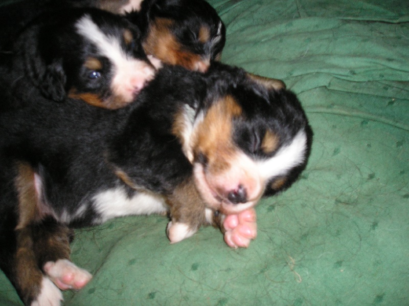 Django du Bateau-Lune