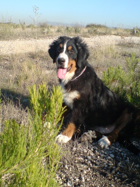 Django du Bateau-Lune