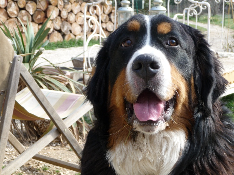 Django du Bateau-Lune