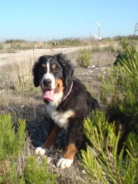 Django du Bateau-Lune