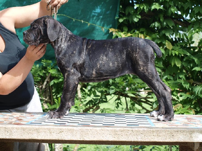 Hattika d'Alassea Seregone