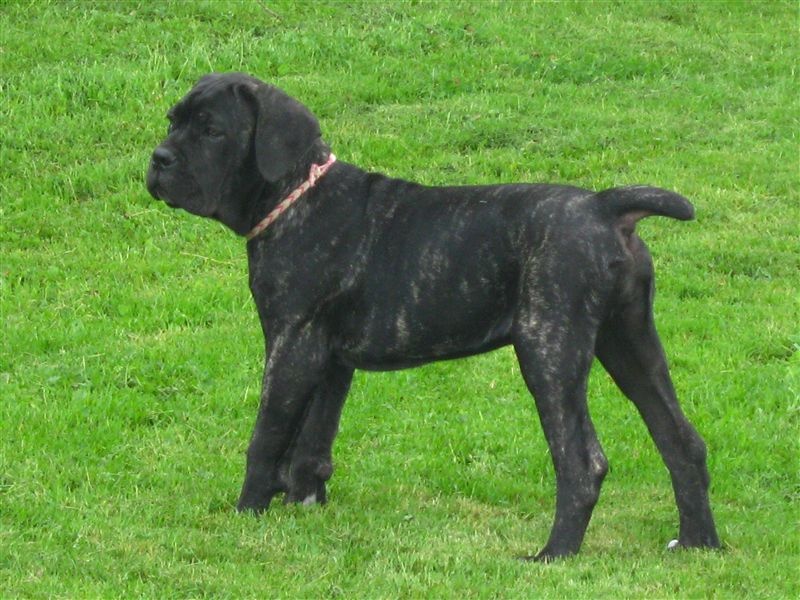 Hattika d'Alassea Seregone