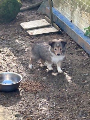 Les chiots de Shetland Sheepdog