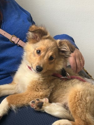 Les chiots de Shetland Sheepdog
