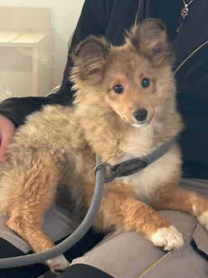 Les chiots de Shetland Sheepdog