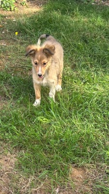 BROOKLYN - Shetland Sheepdog