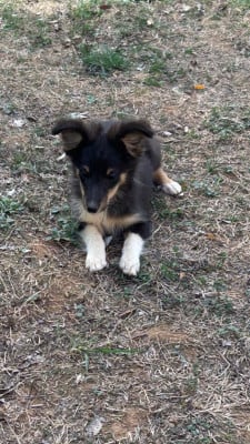 BOOMER - Shetland Sheepdog