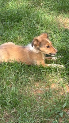 BLINI - Shetland Sheepdog