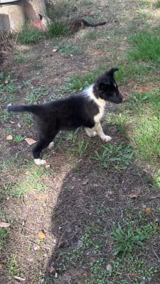 BRISKA - Shetland Sheepdog